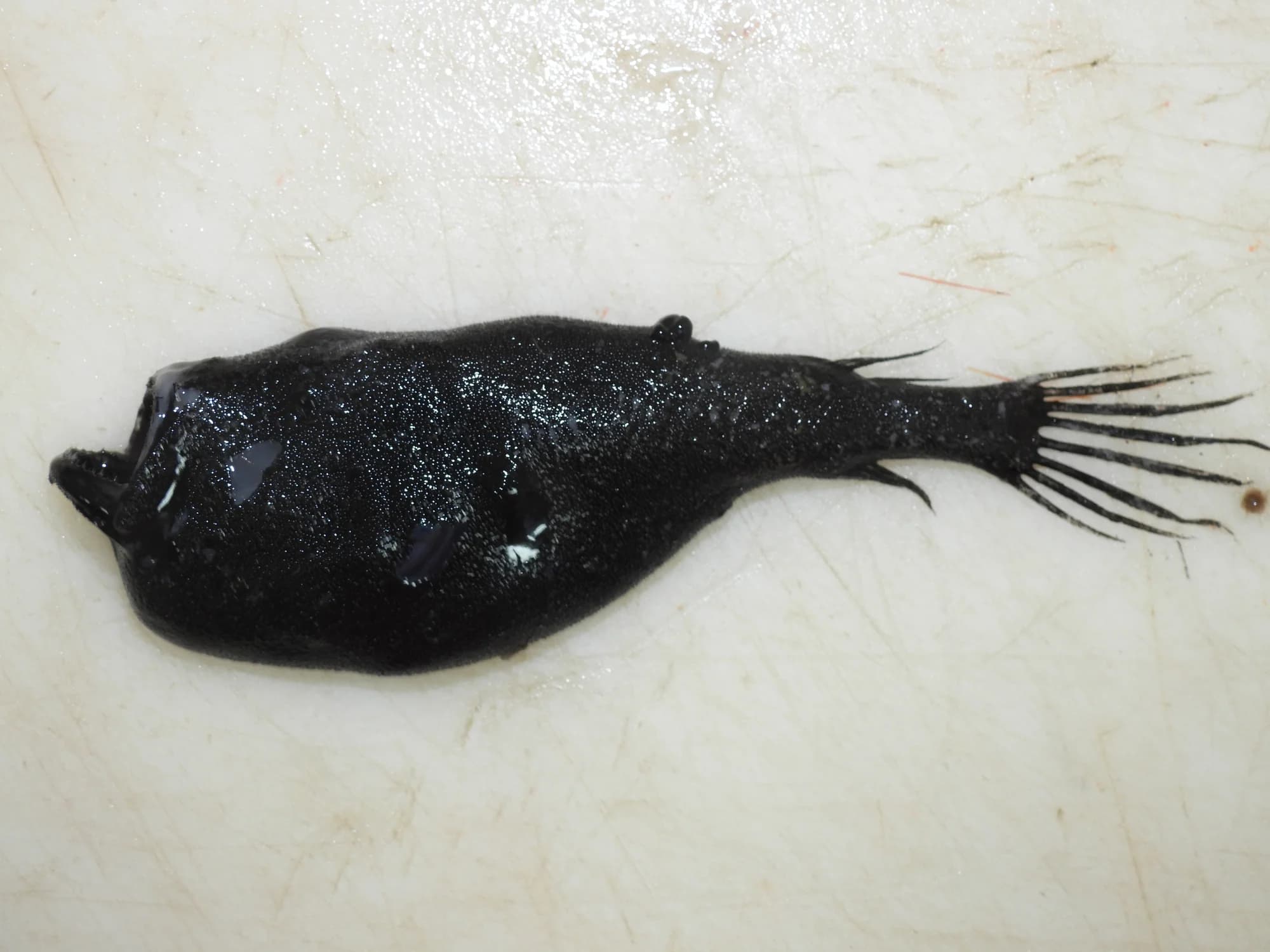 Deep-sea Anglerfish