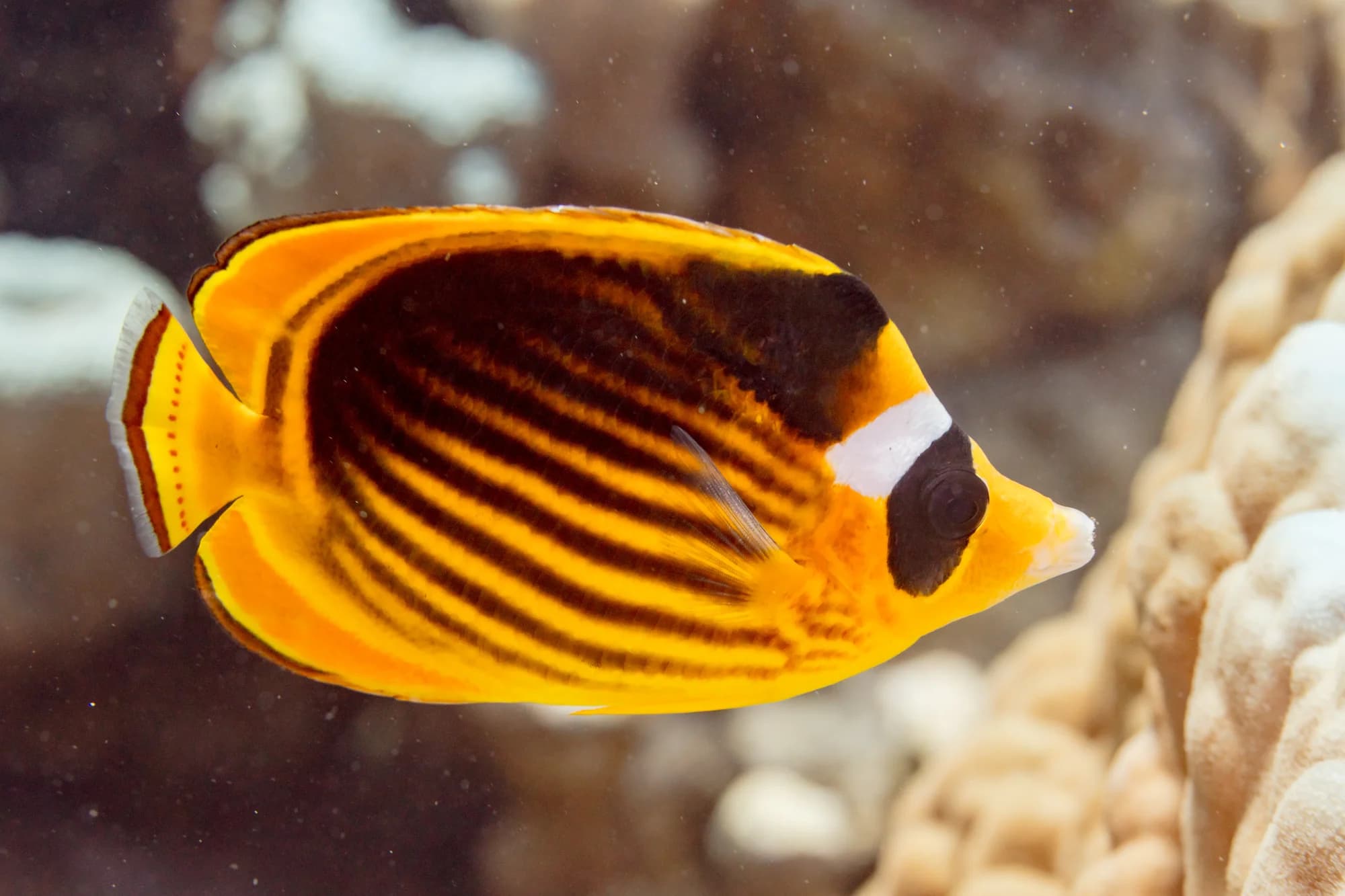 Diagonal Butterflyfish