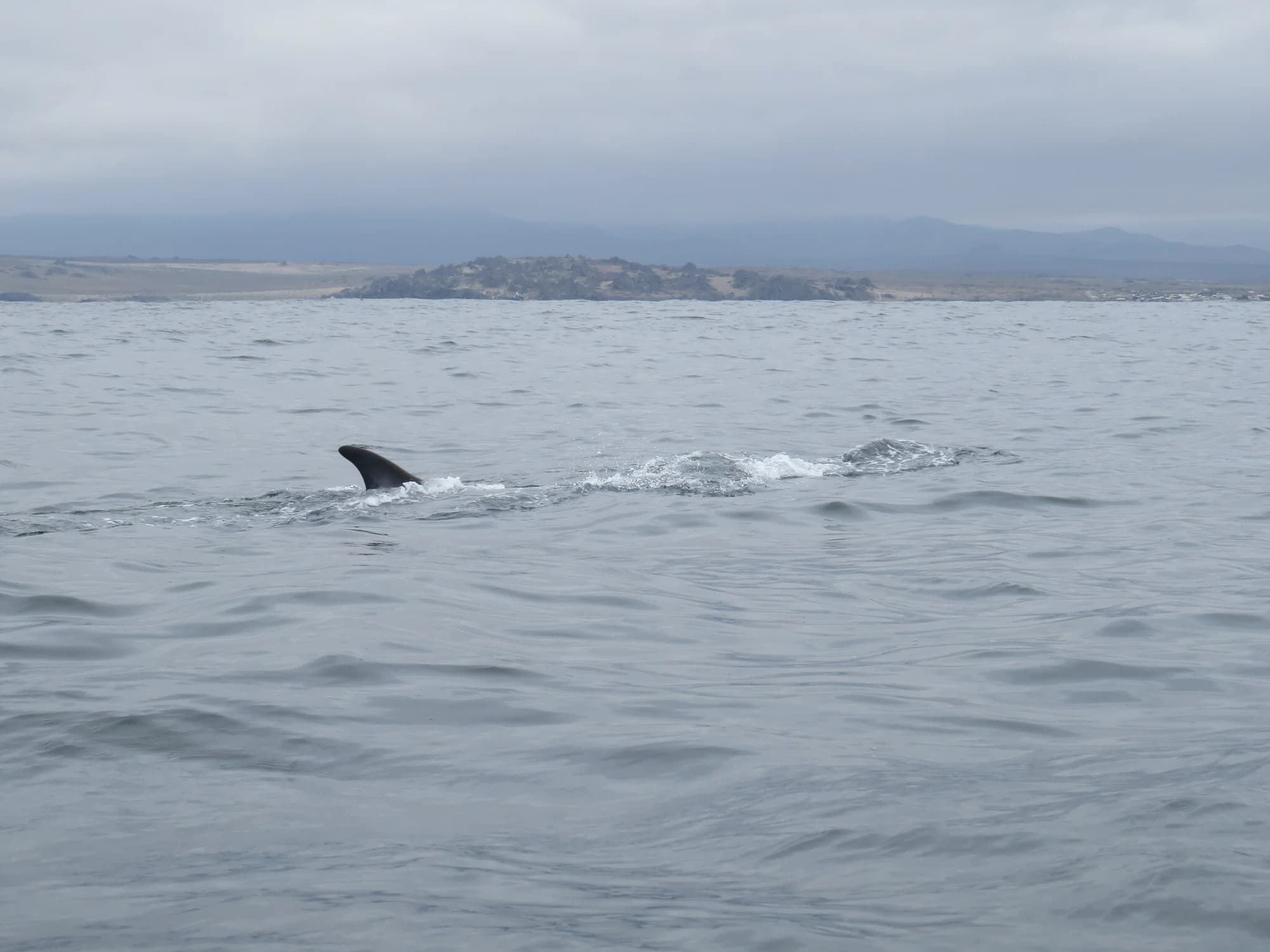 Fin Whale