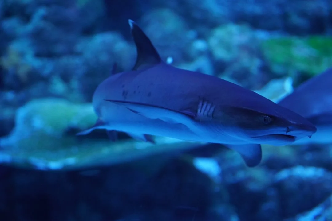 Whitetip Reef Shark