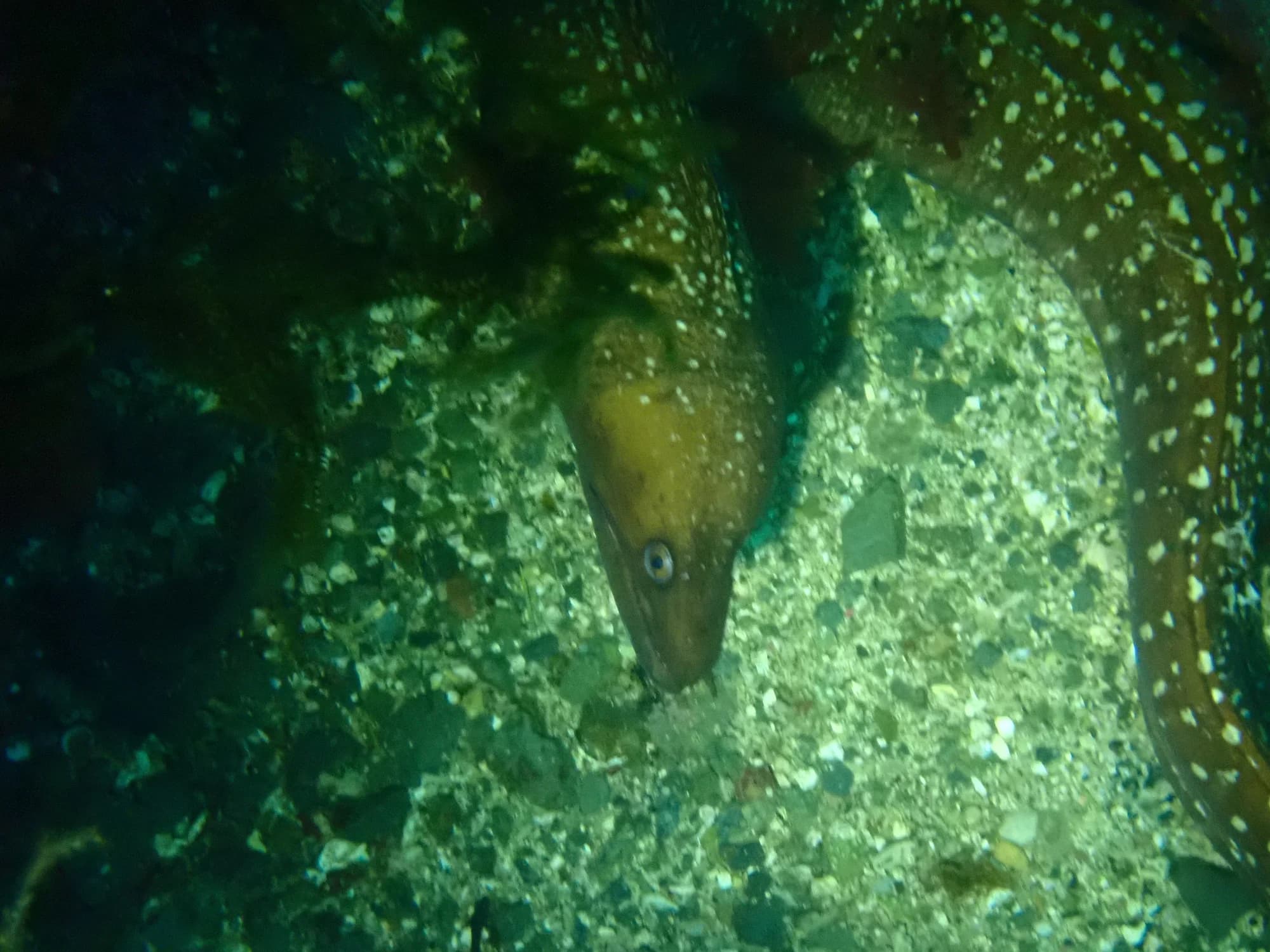 Mottled Moray