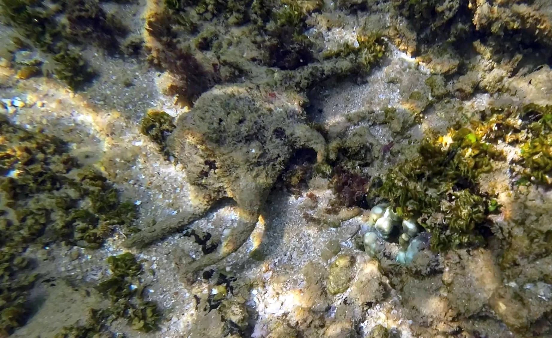 Spider Conch