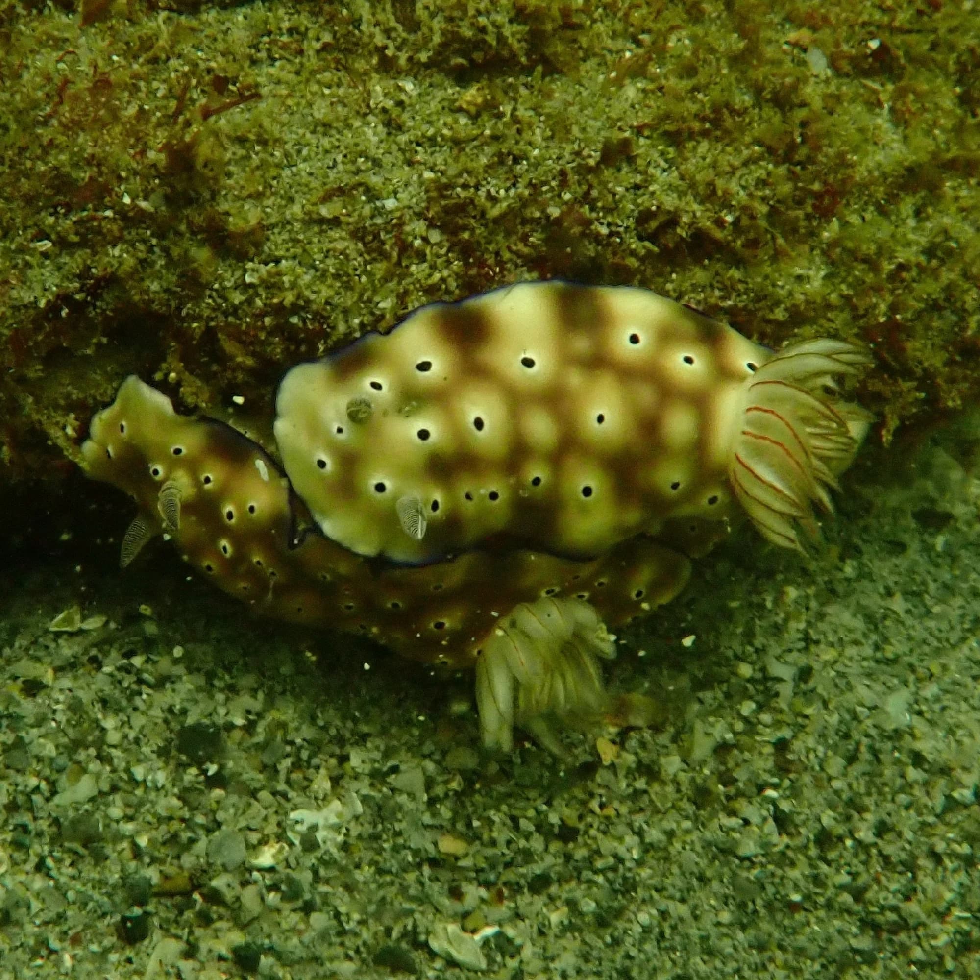 Tryon Hypselodoris