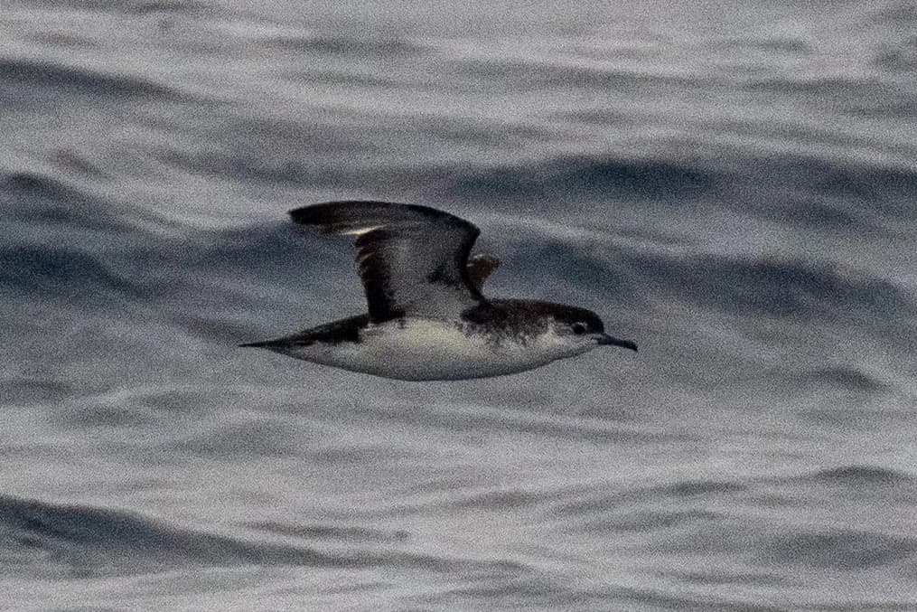Barolo Shearwater