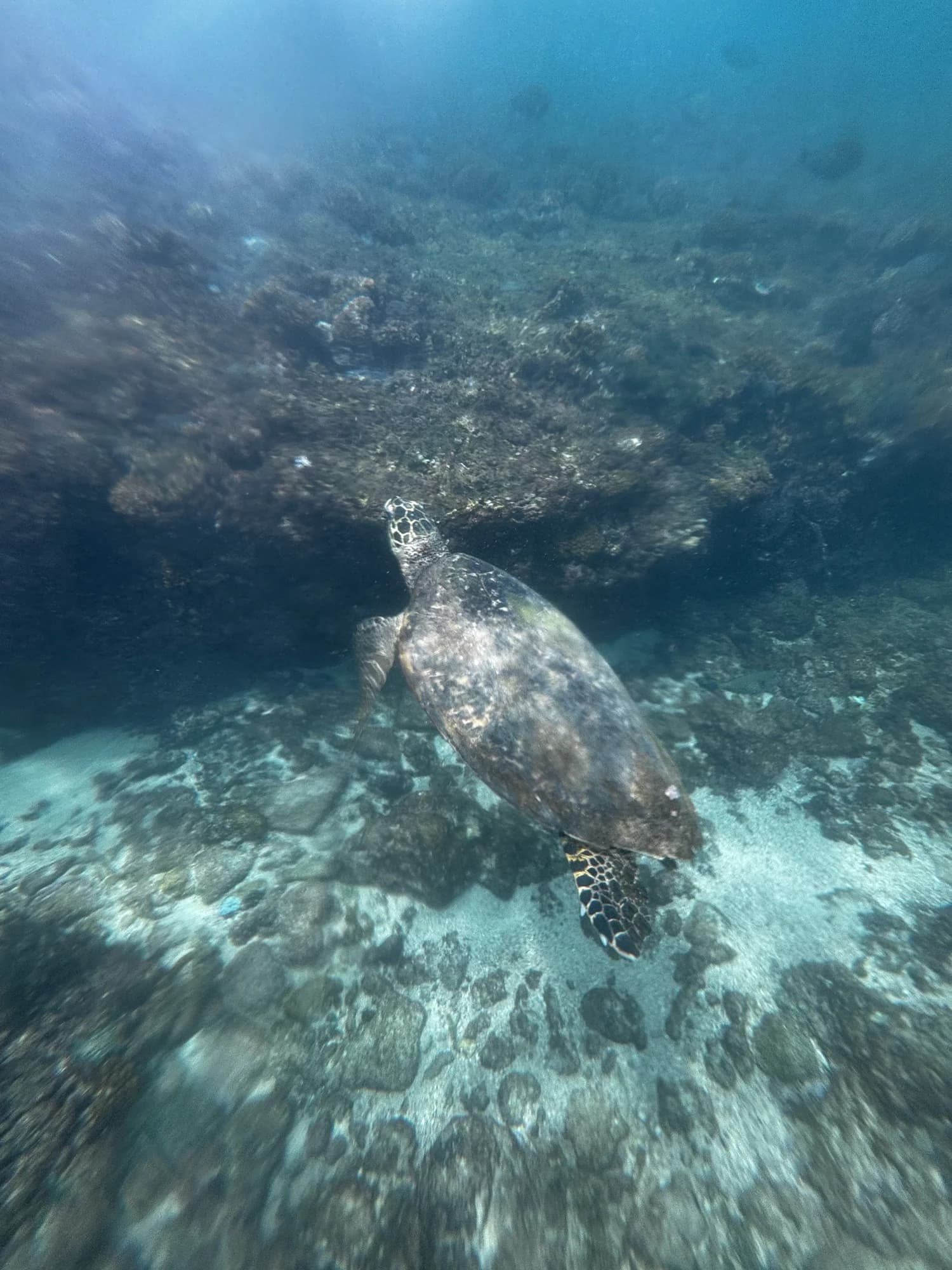 Hawksbill Turtle