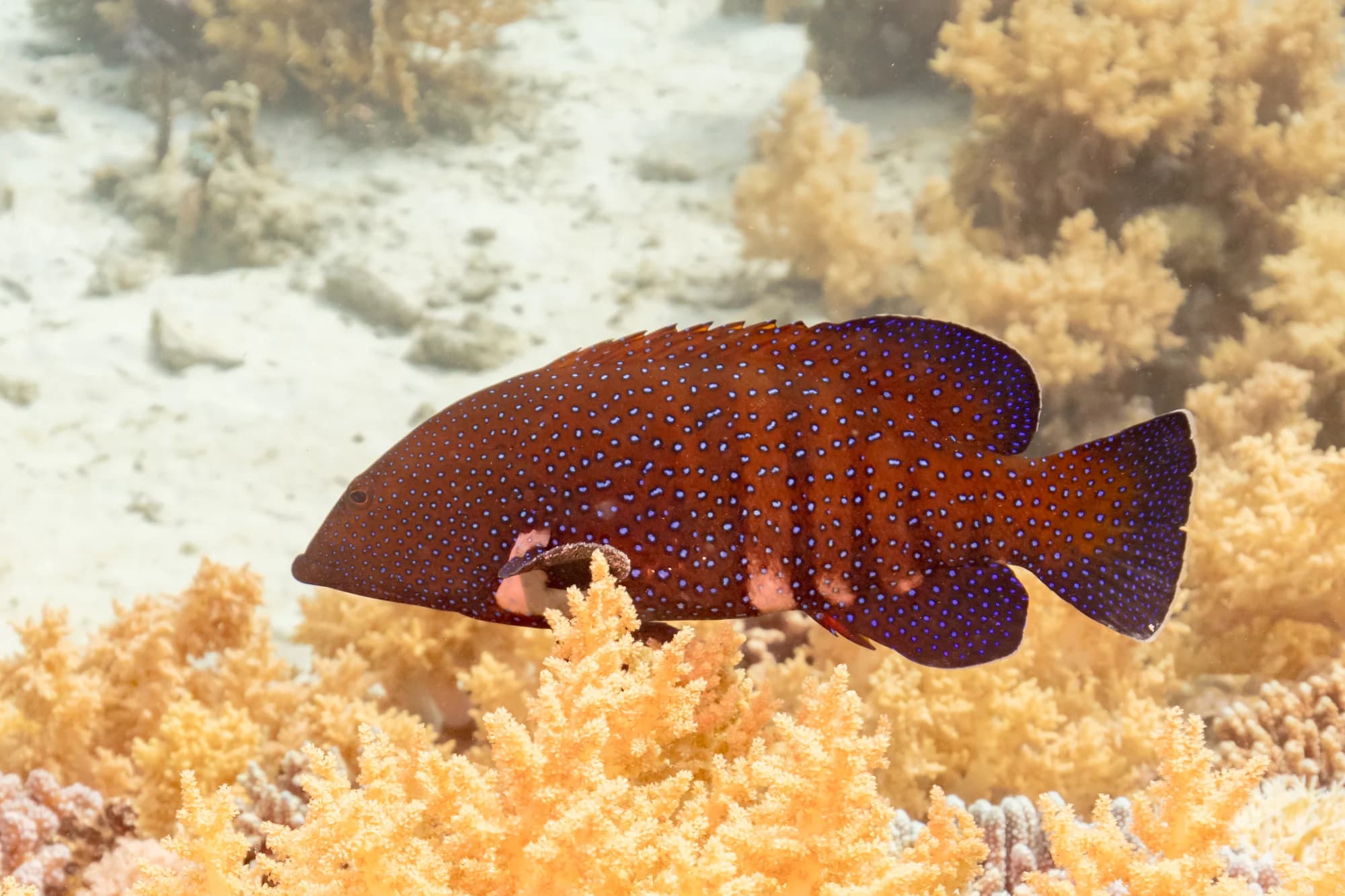 Roving Coral Grouper