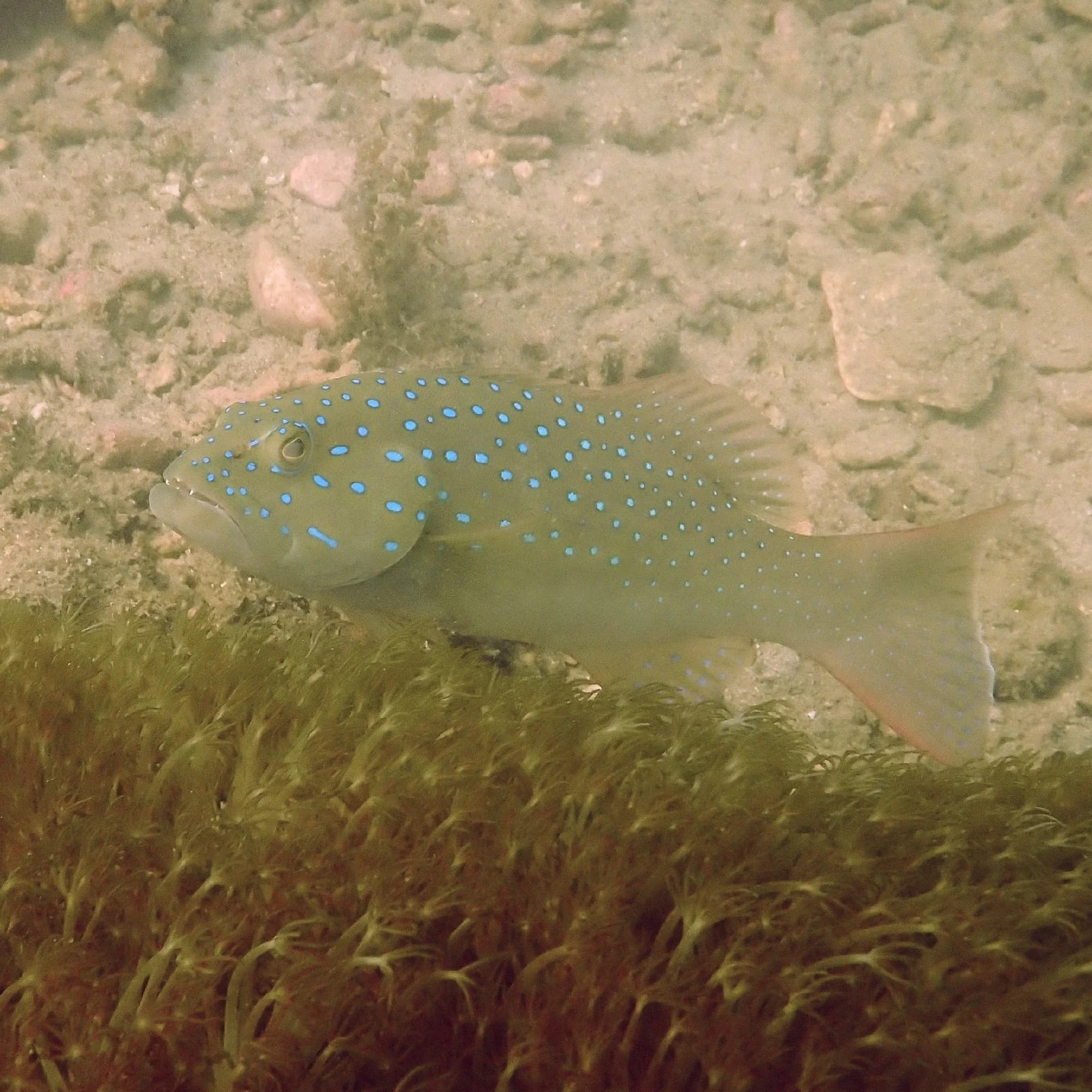 Spotted Coral Grouper