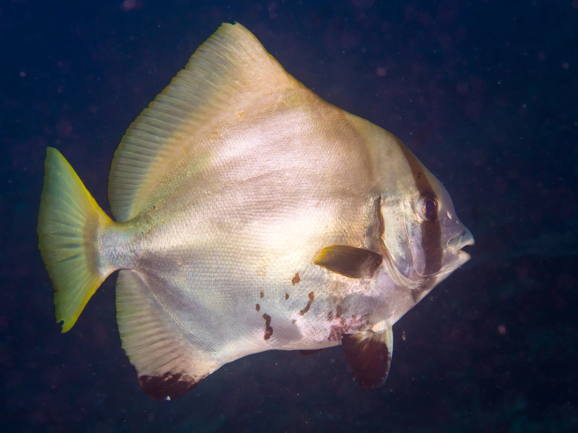 Humpback Batfish