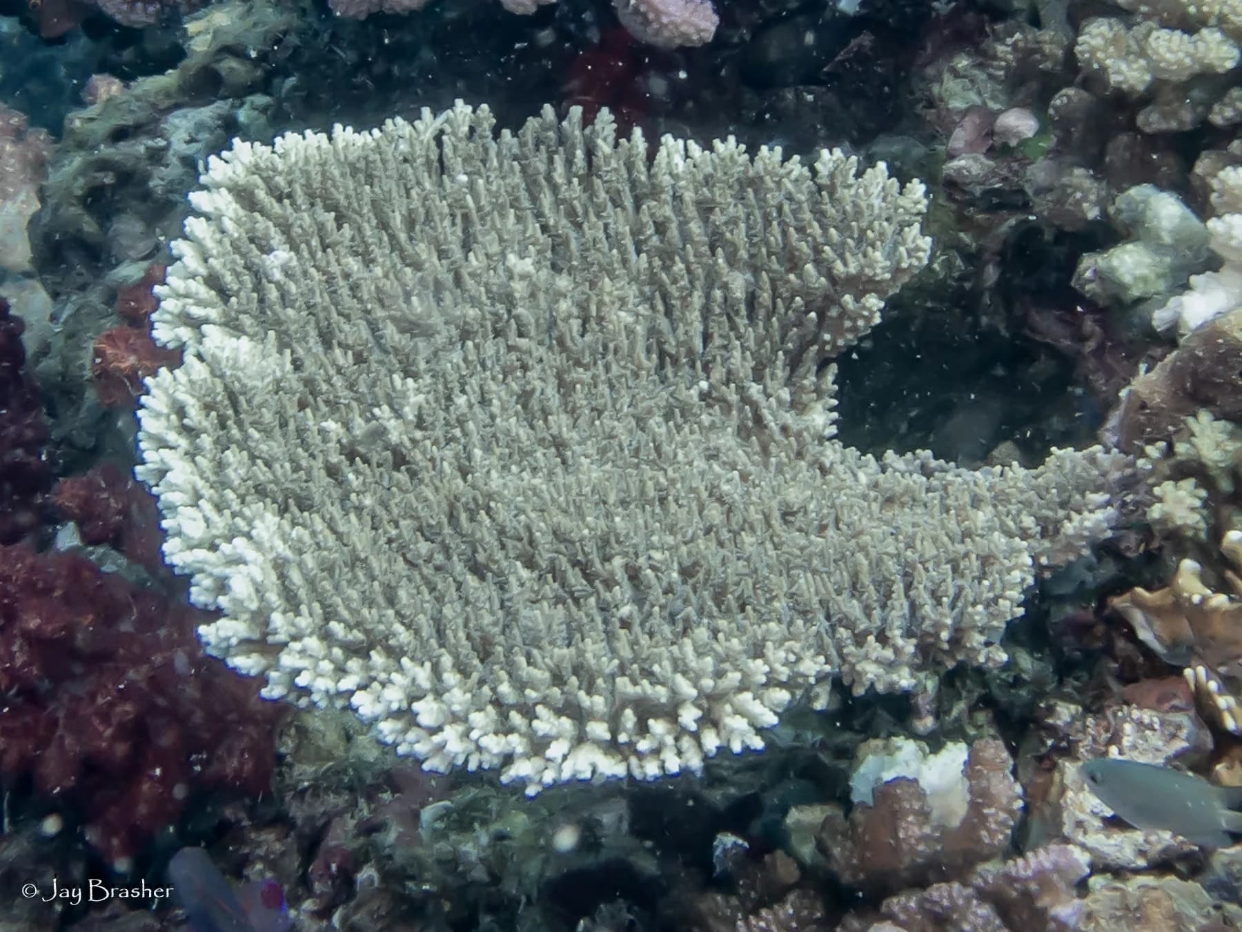 Table Coral