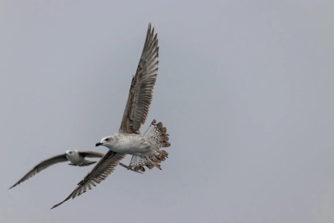 Cook's Petrel