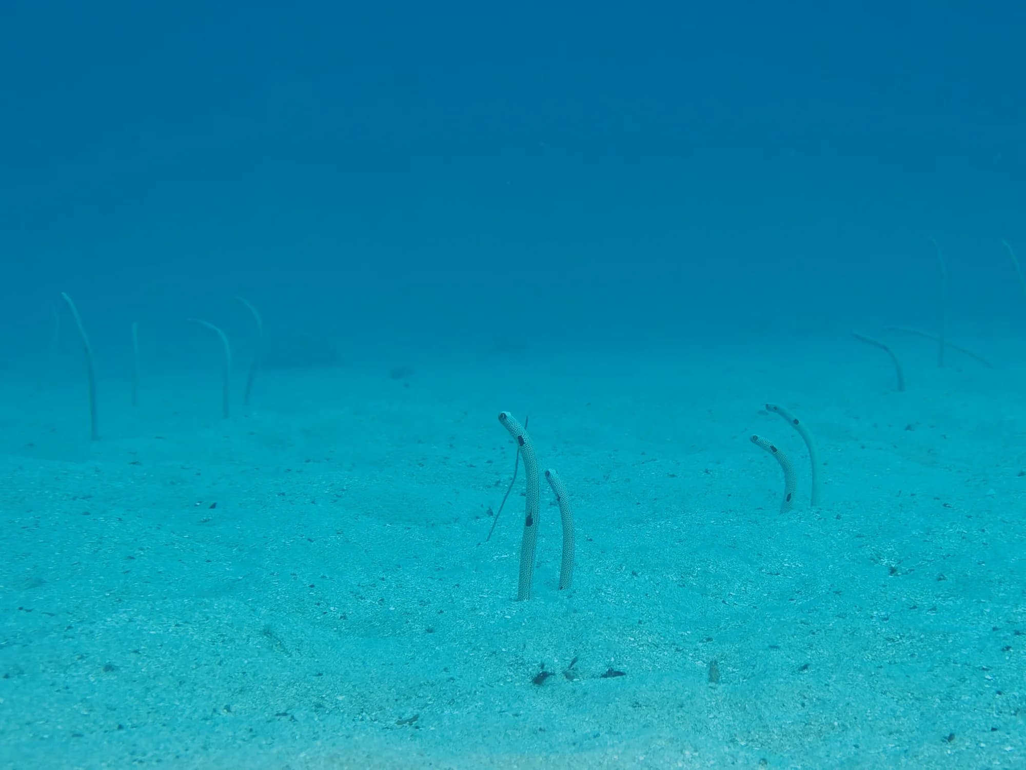 Spotted Garden Eel