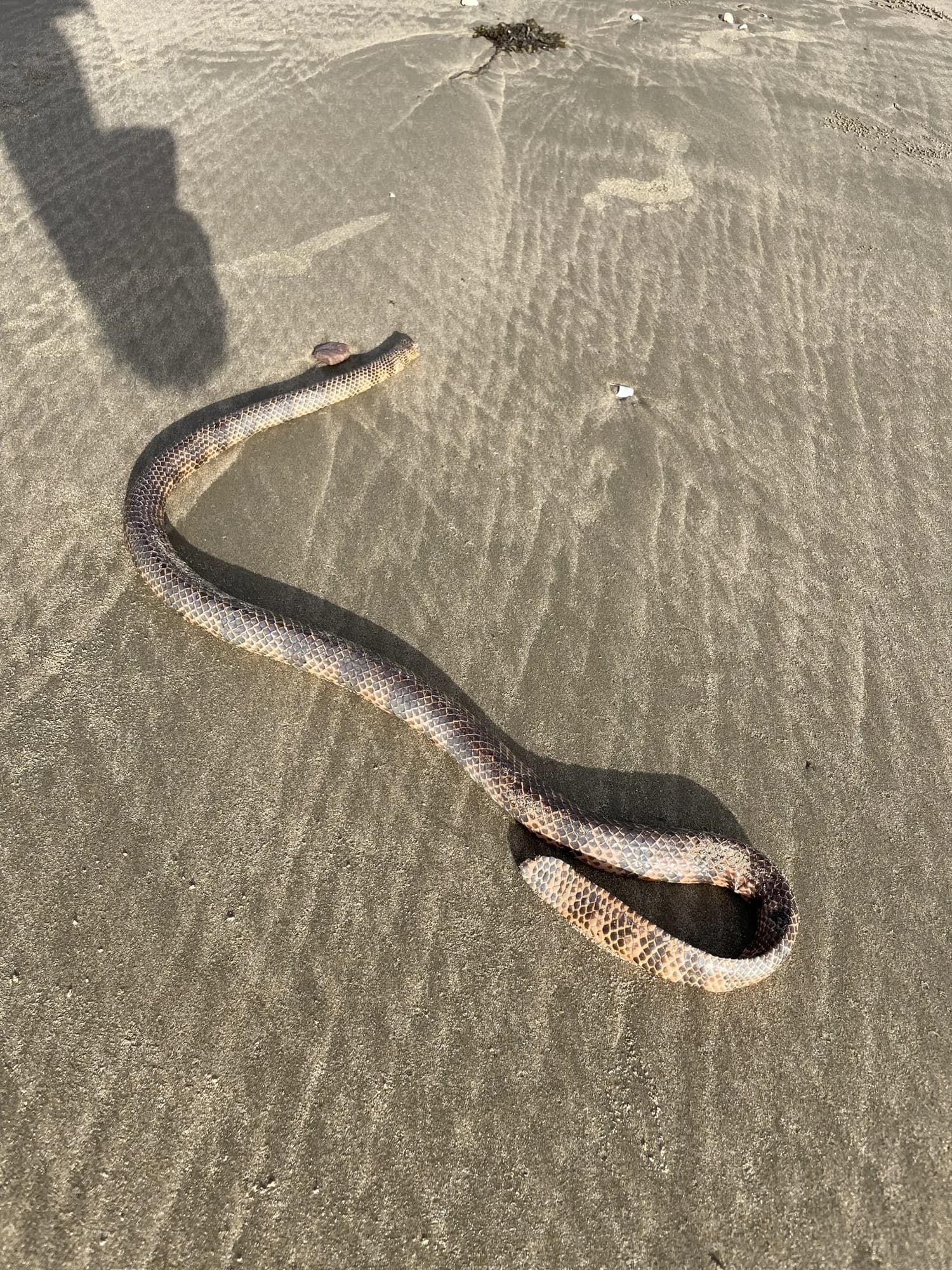 Dubois Sea Snake
