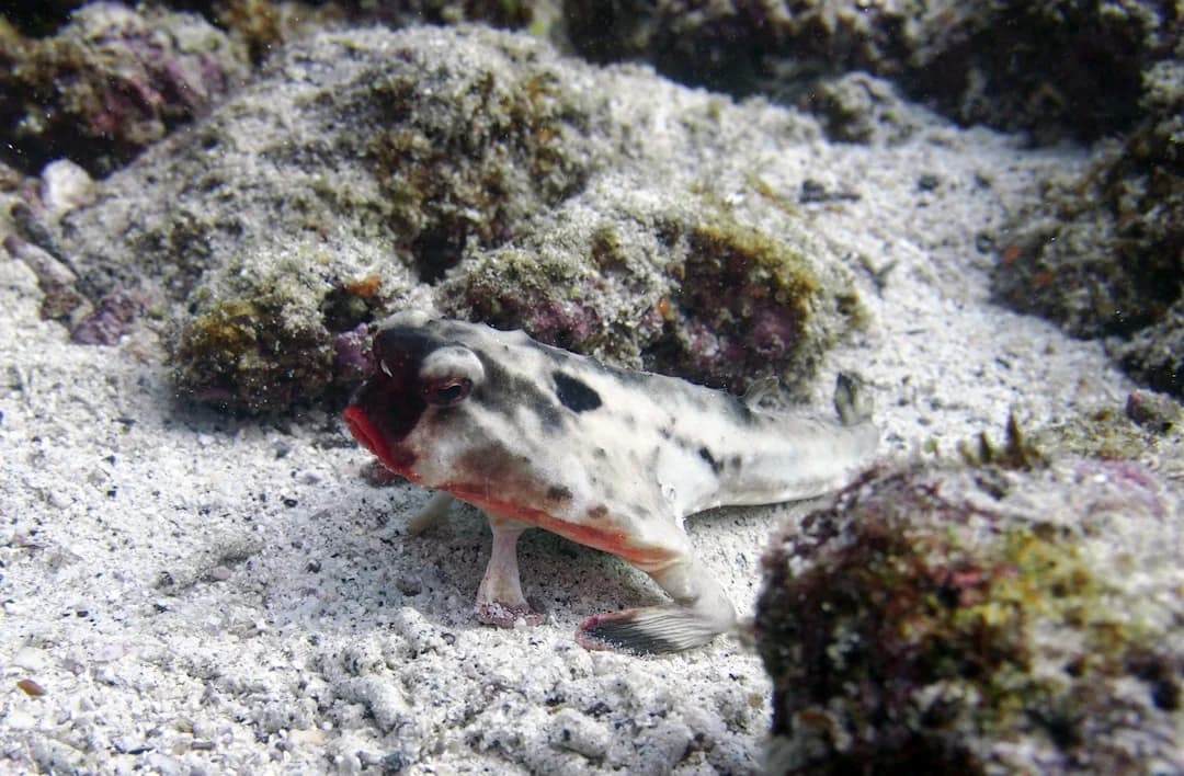 Flaming Hawkfish