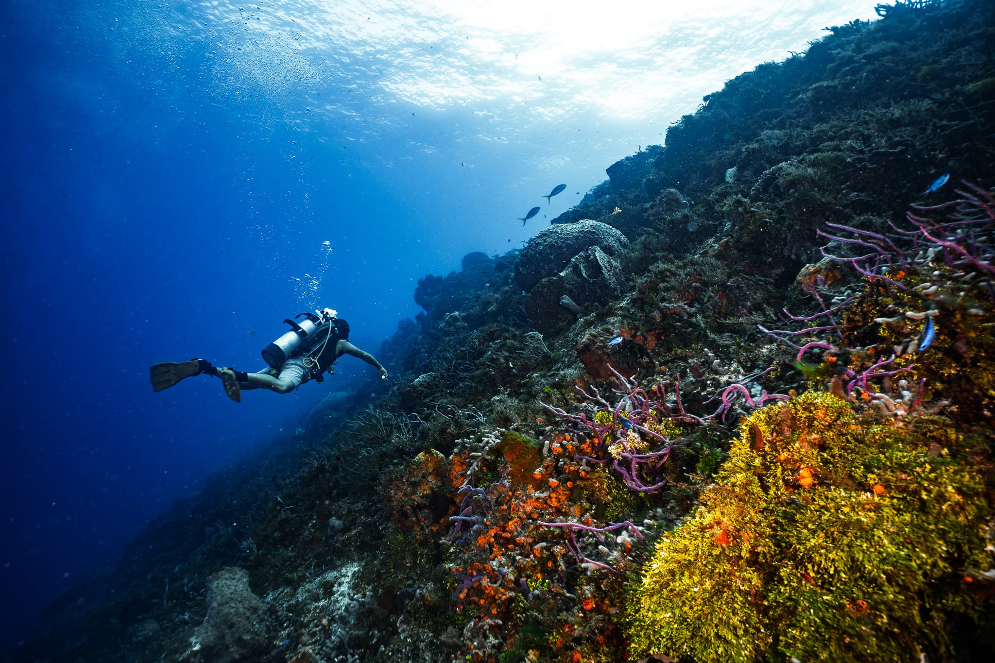 Scuba diver exploring a coral reef wall