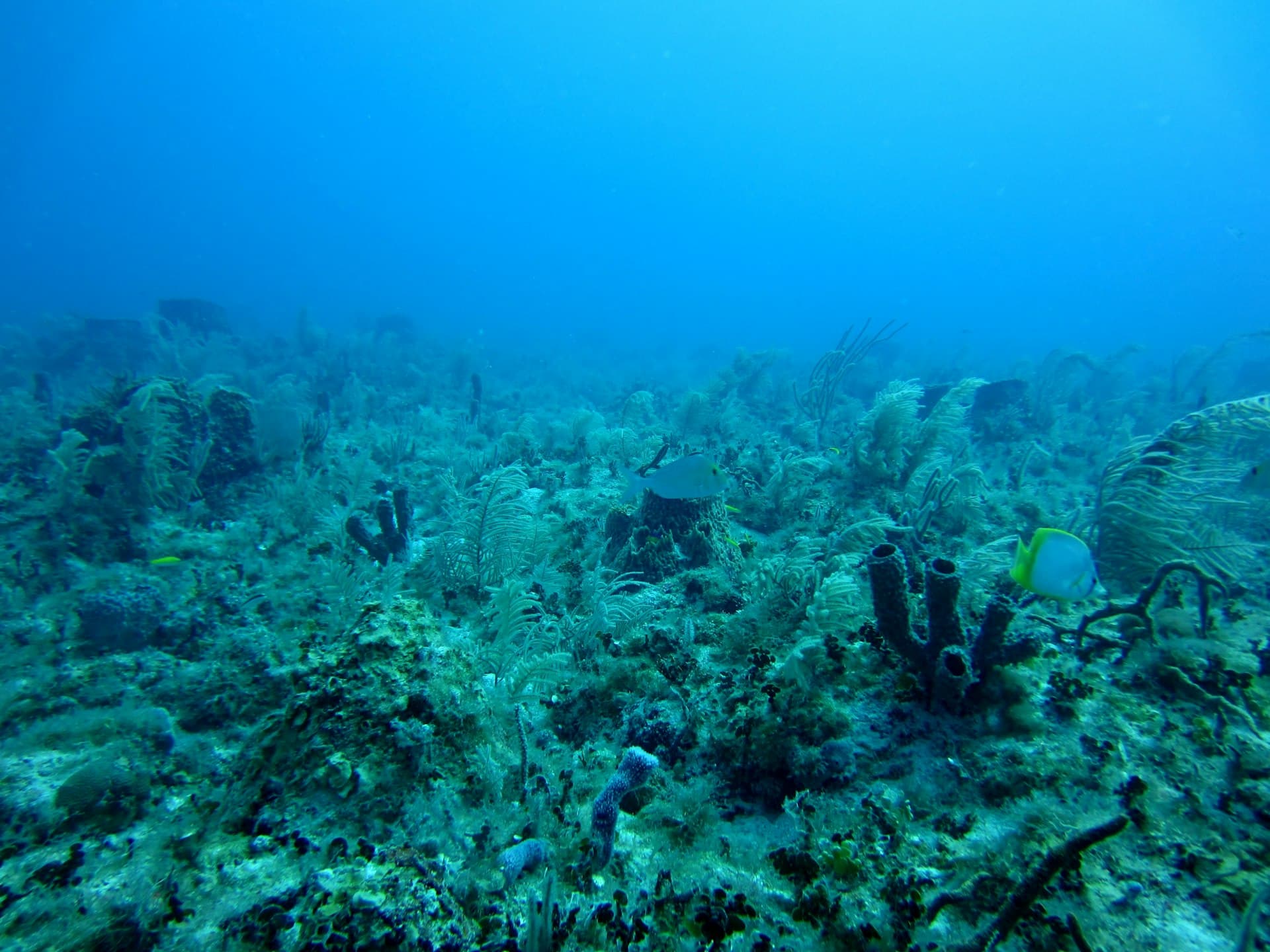 Los 10 Mejores Sitios de Buceo en Playa