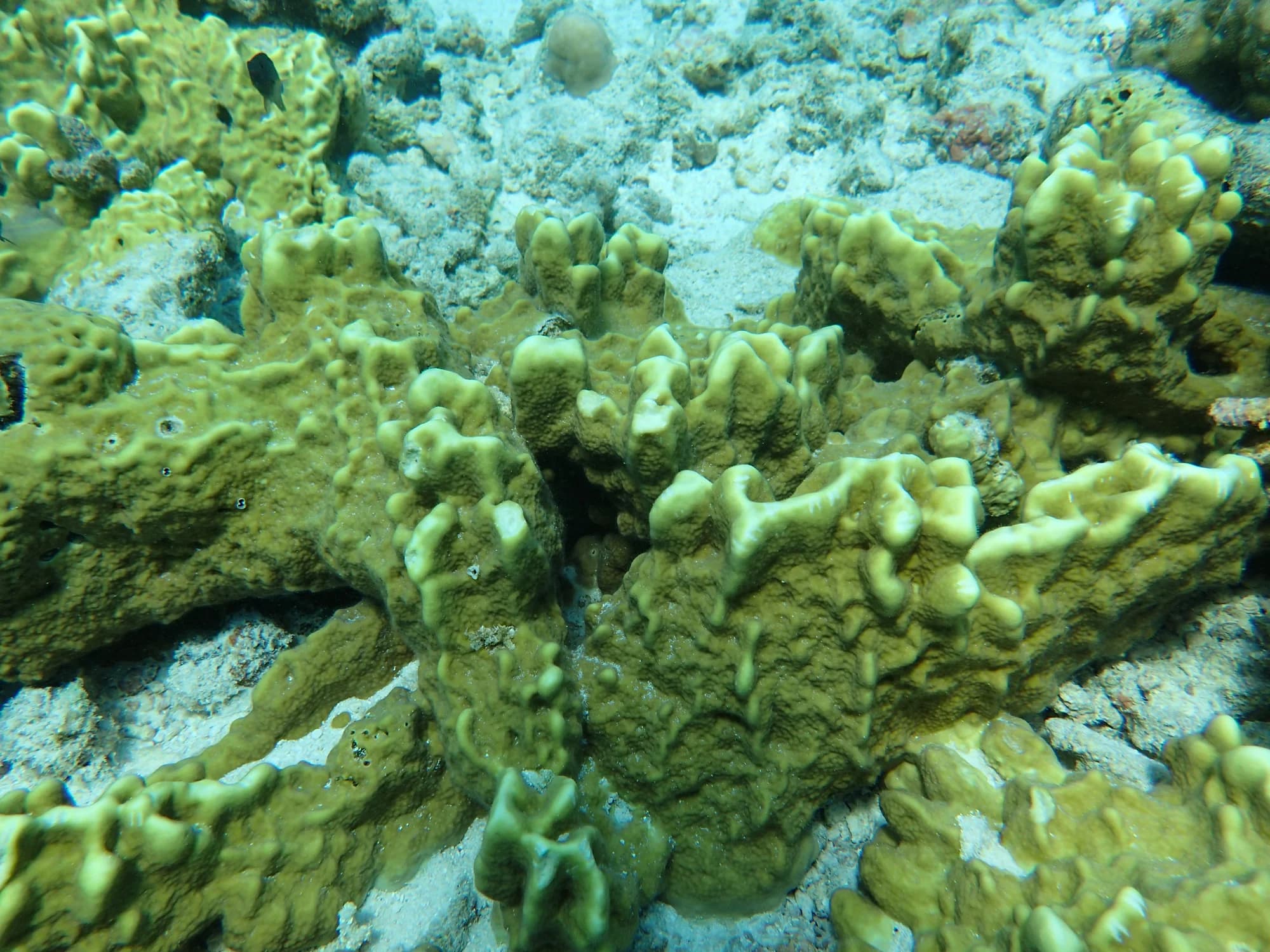Plate Fire Coral