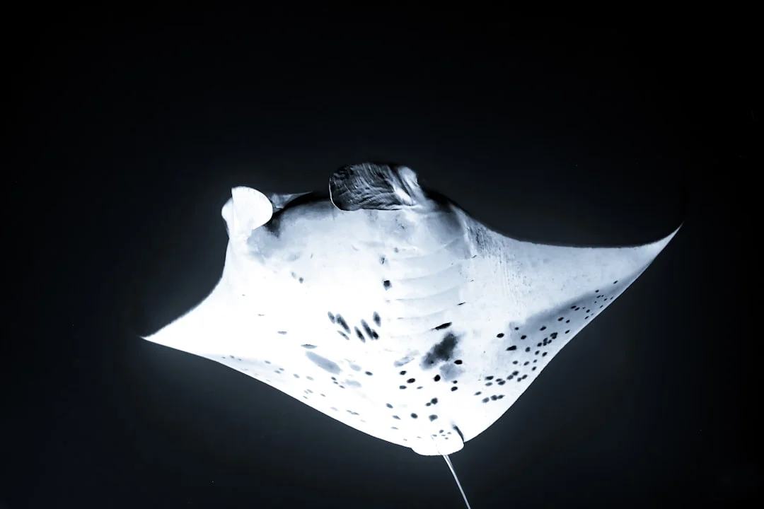 Reef Manta Ray