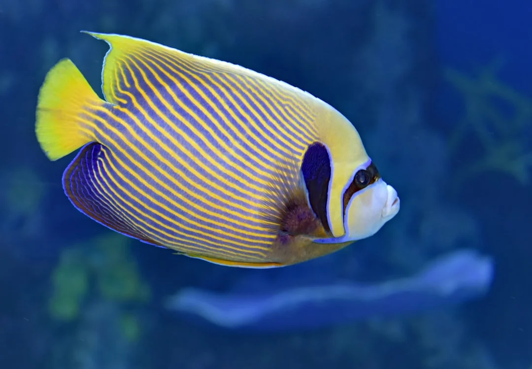 Black-tailed Butterflyfish