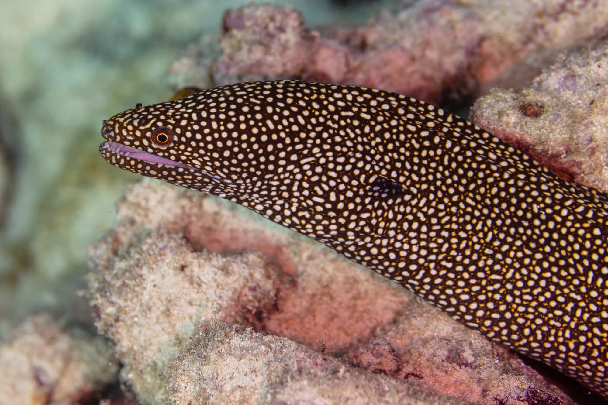 White-mouth Moray