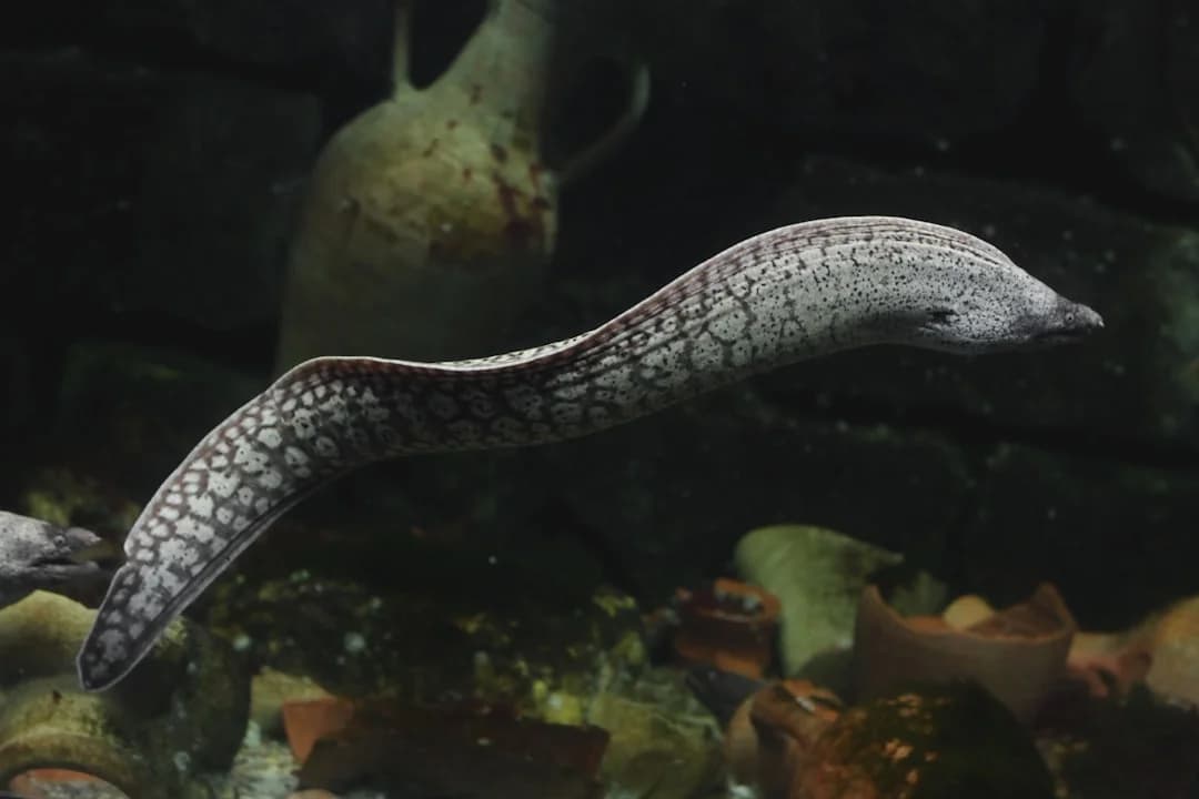 Yellow-bellied Sea Snake
