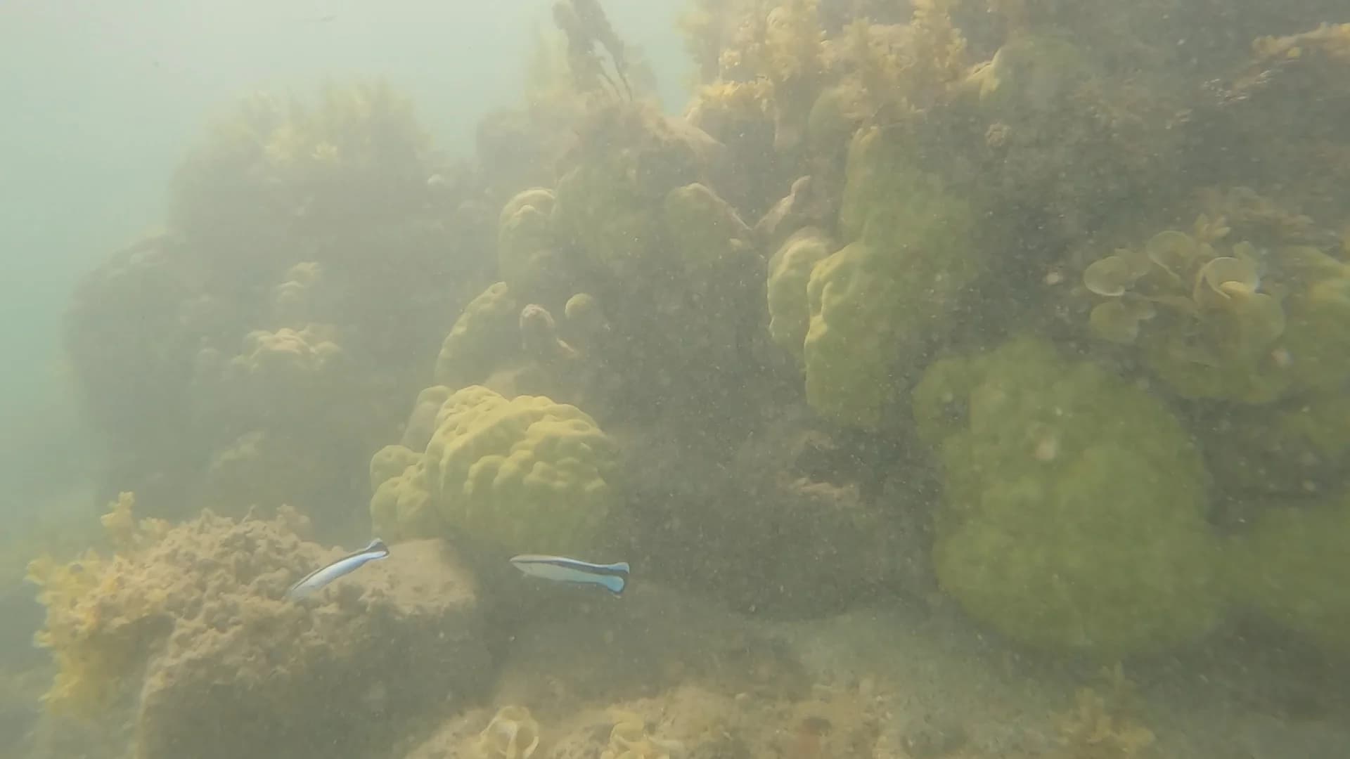 Bluestreak Cleaner Wrasse
