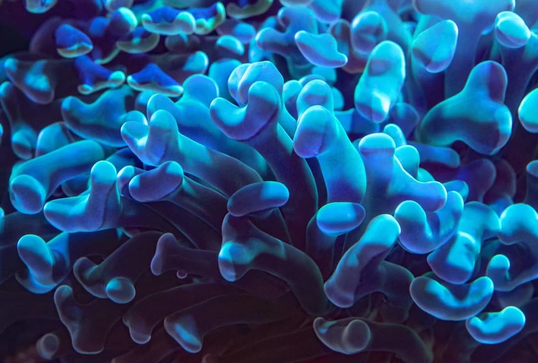 Hammer Coral