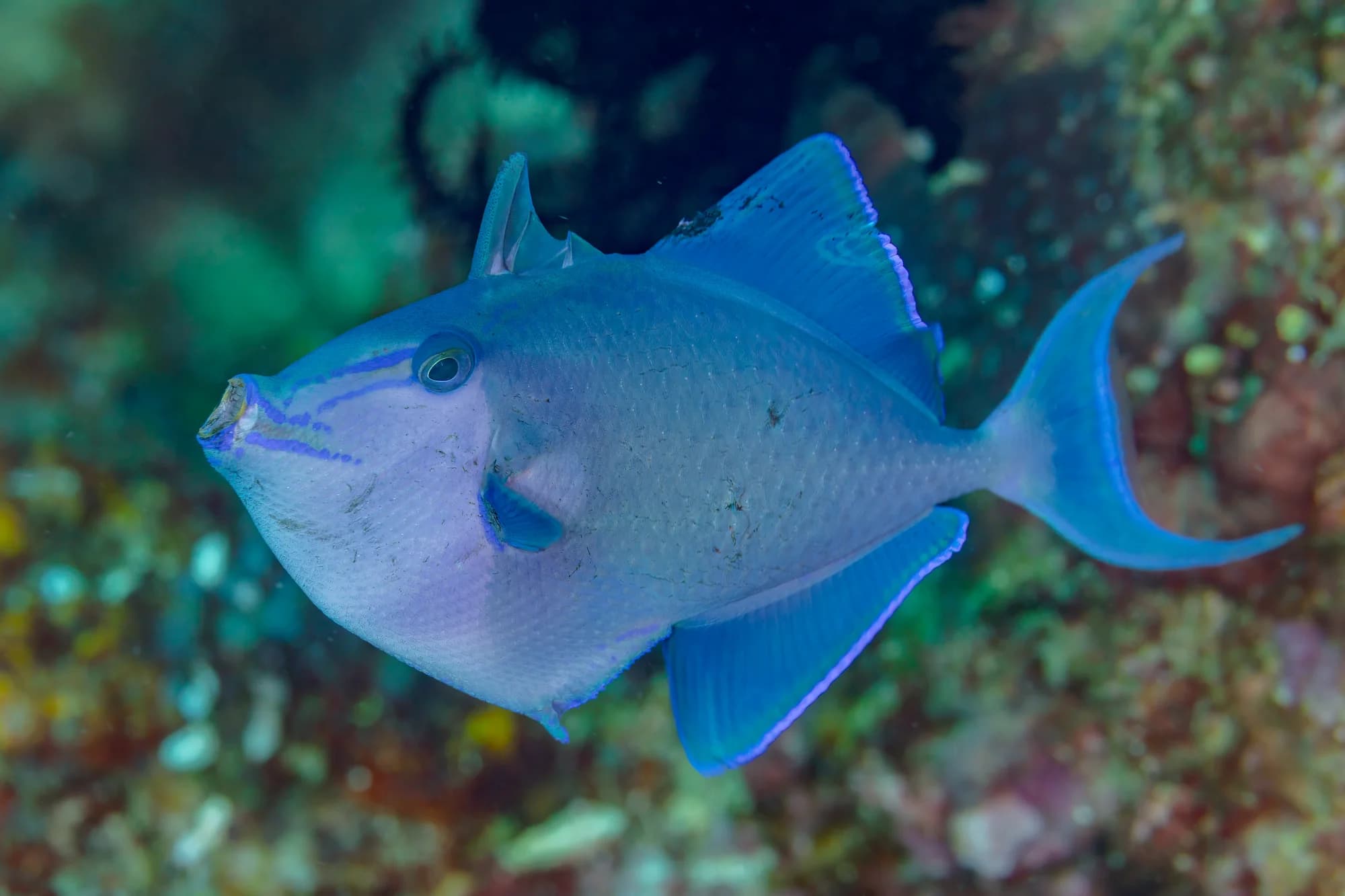 red-toothed triggerfish
