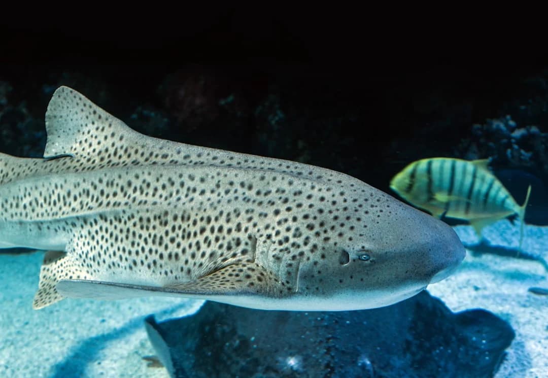 Common Coral Trout