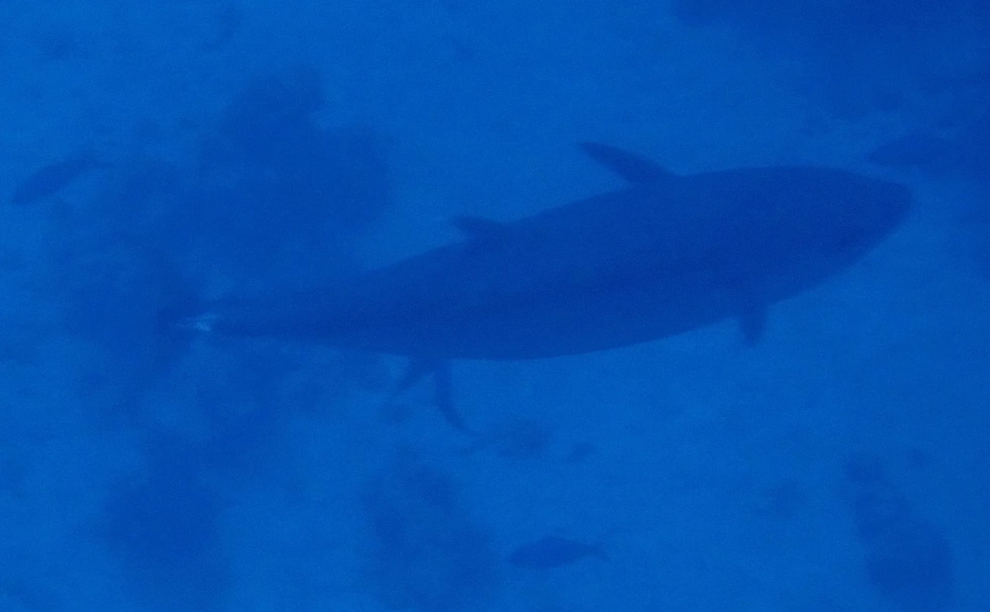 dogtooth tuna