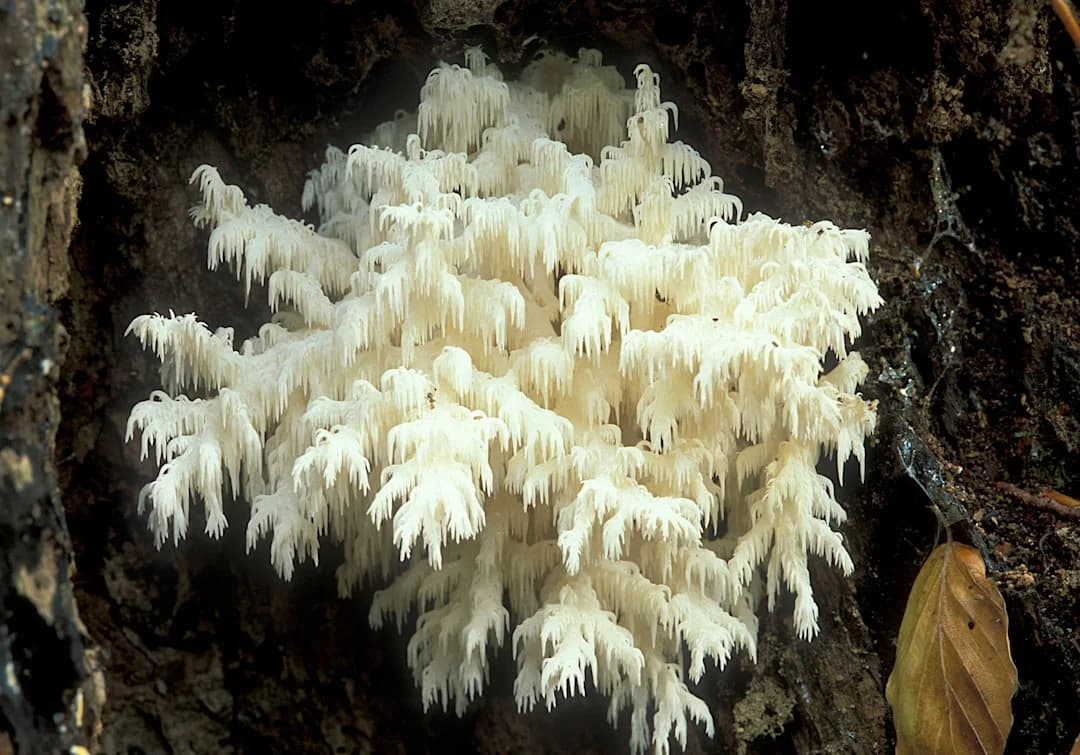 Solar-Powered Nudibranch