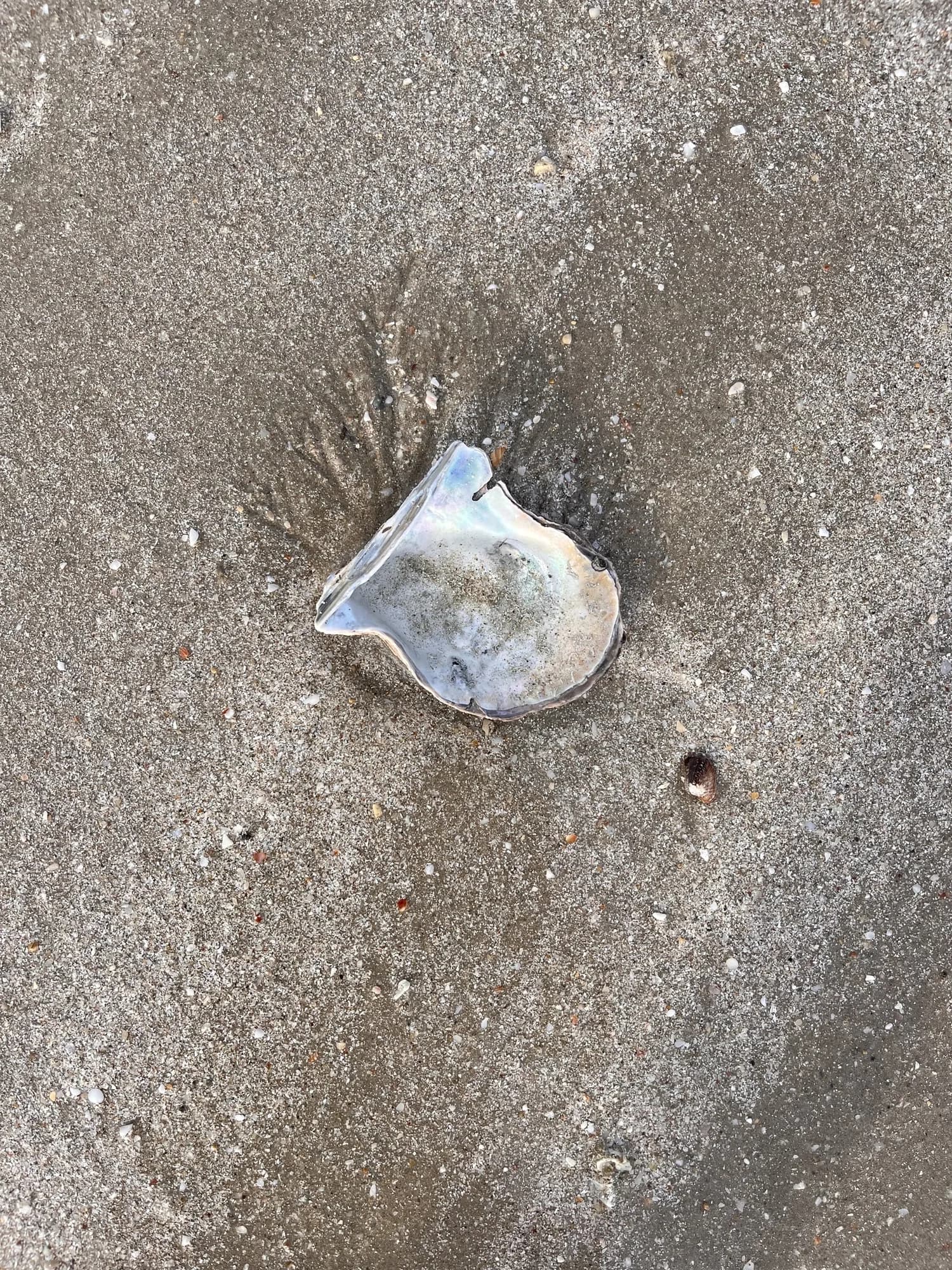 Rainbow Pearl Oyster
