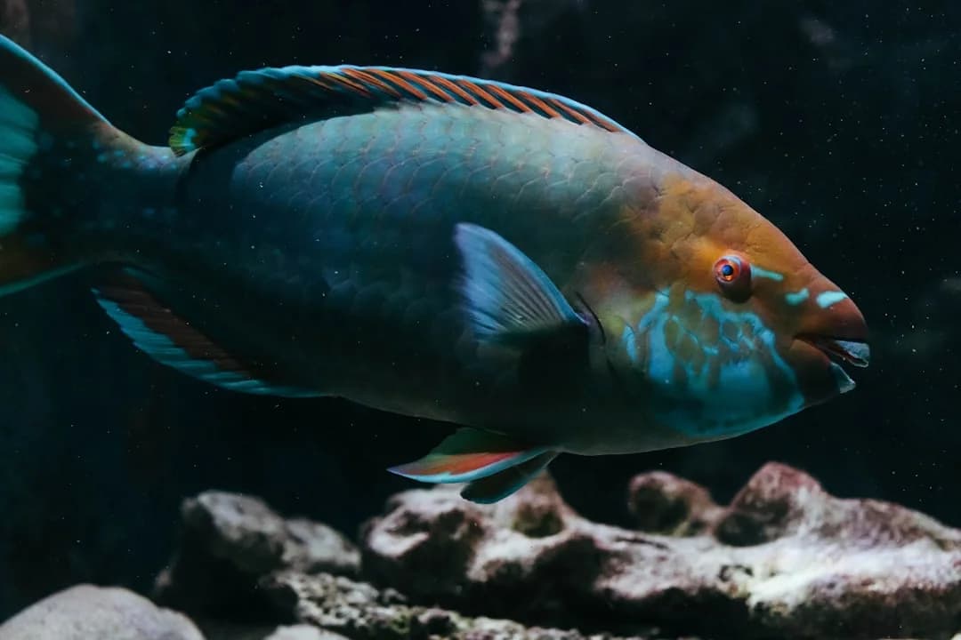 Ruby Finned Fairy Wrasse