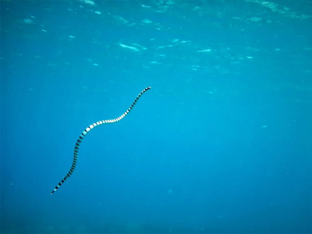 Annulated Sea Snake
