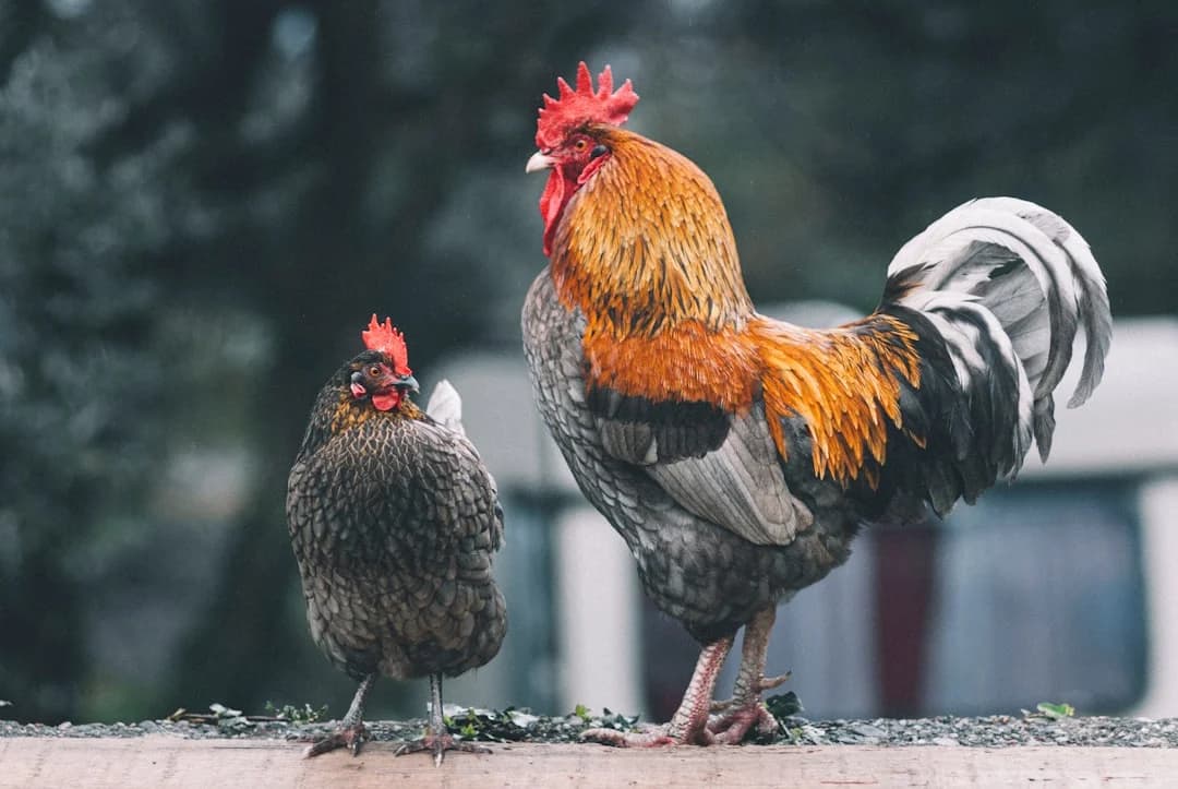 Rooster Hind