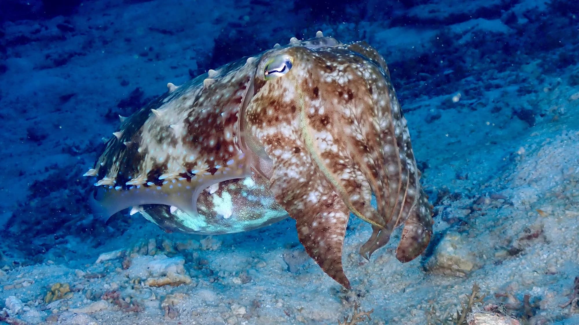 Broadclub Cuttlefish