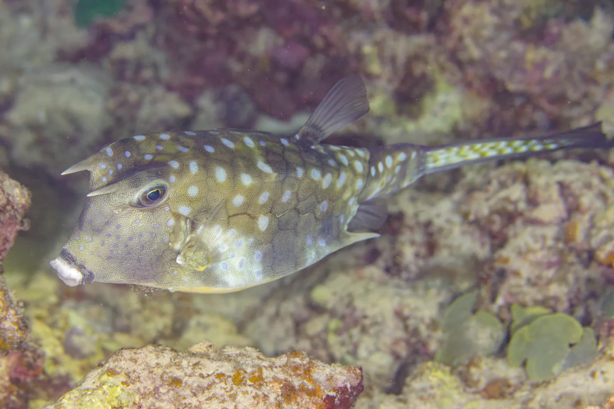 Longhorn Cowfish