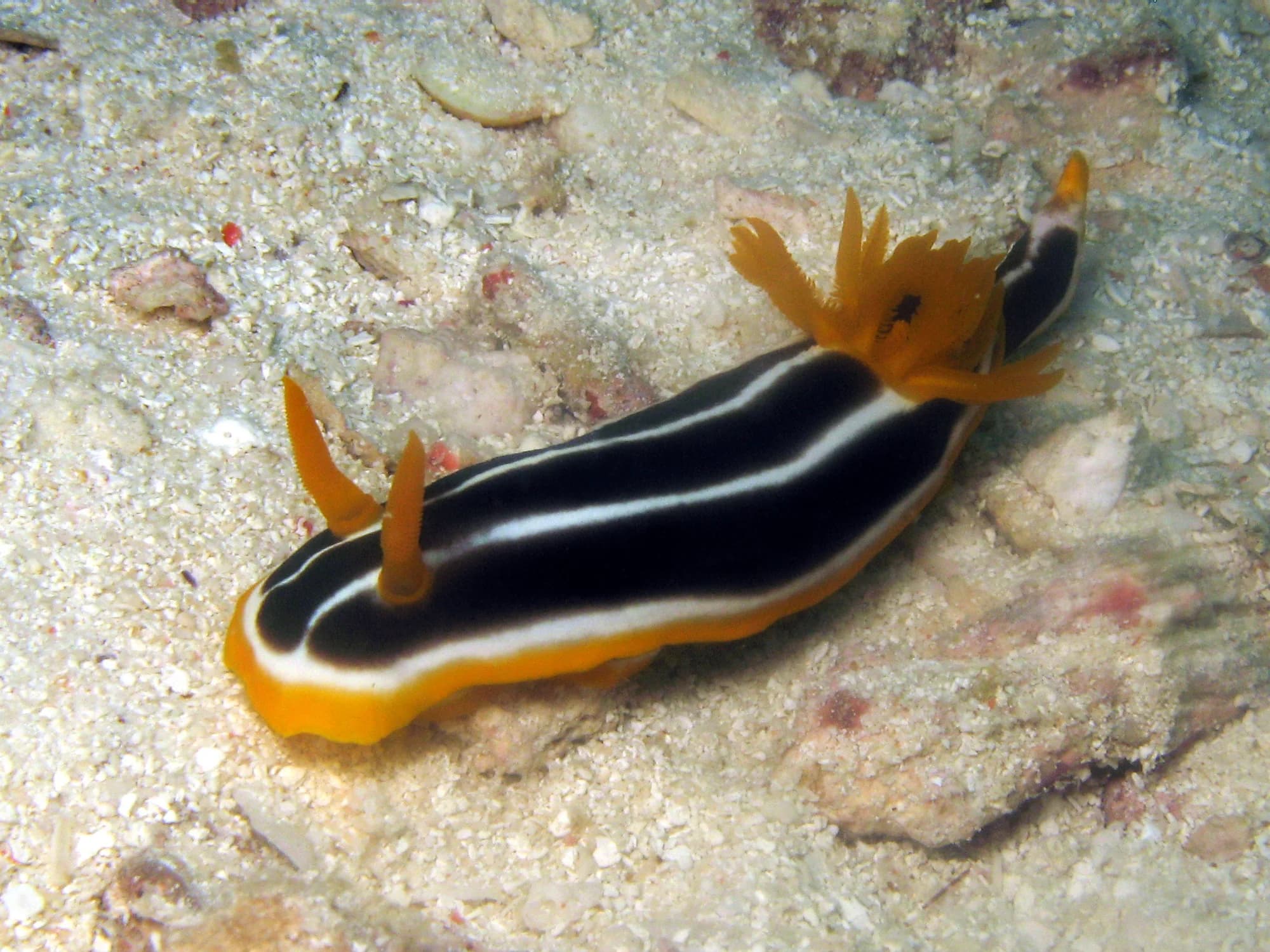 African Chromodoris
