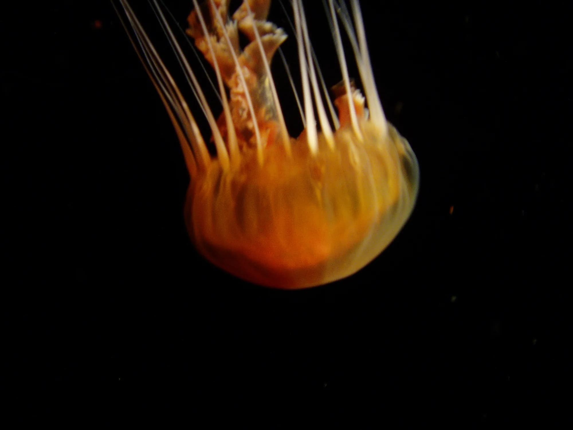 Black Sea Nettle
