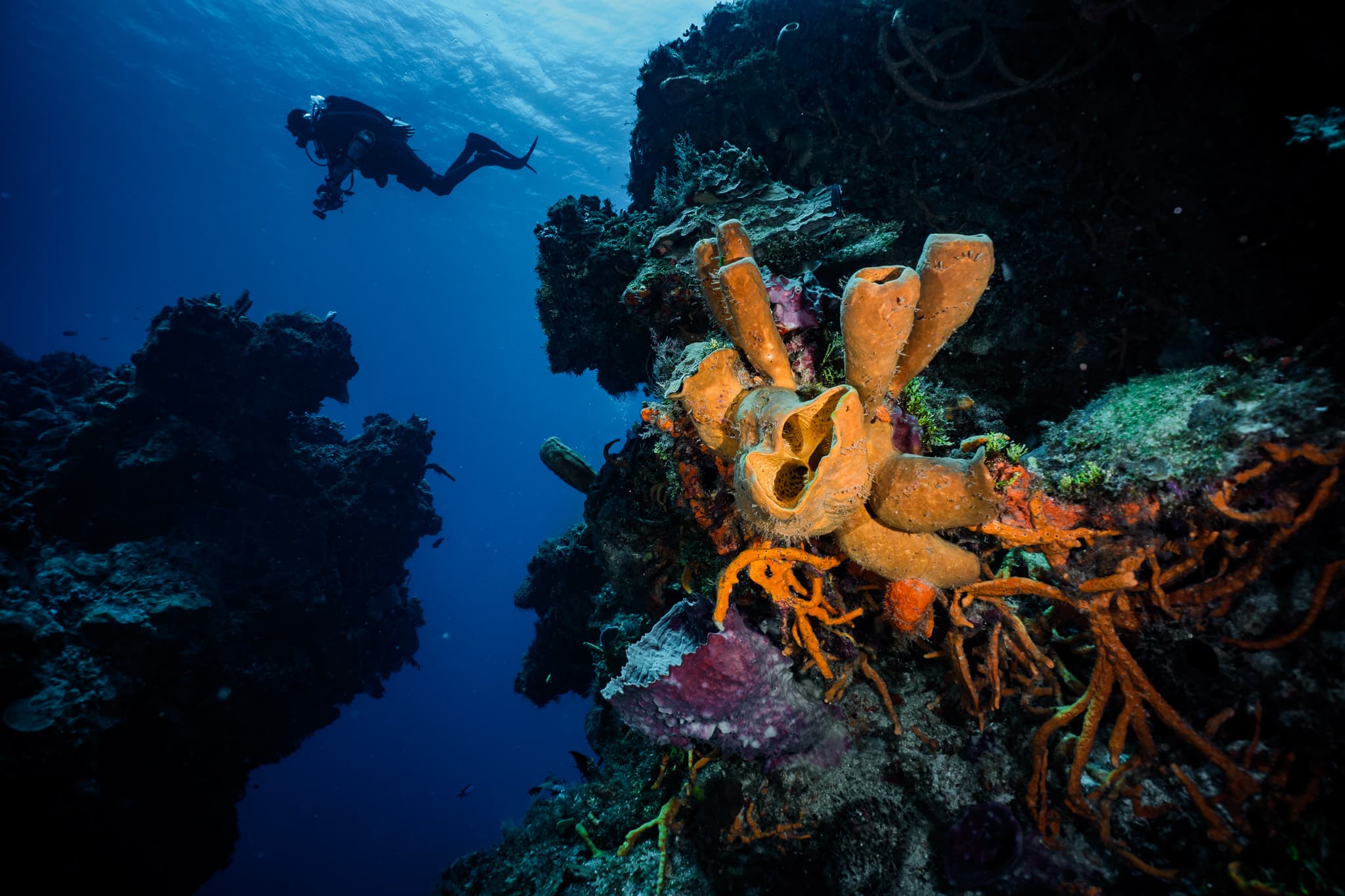 Diving Cozumel: Conditions, Seasons, and What to Expect