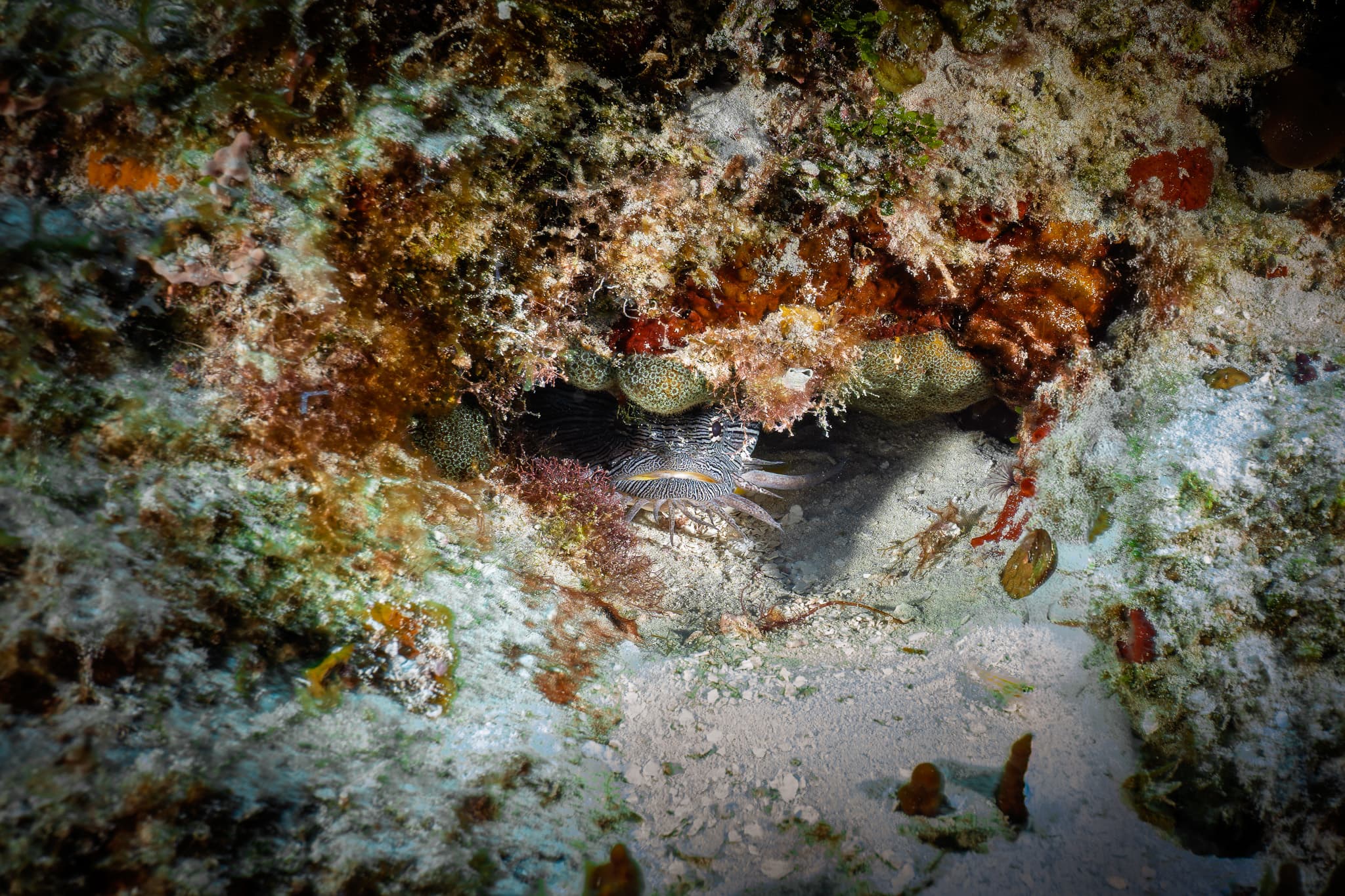 El Pez Sapo Espléndido: El Residente Más Extraño (y Raro) de Cozumel